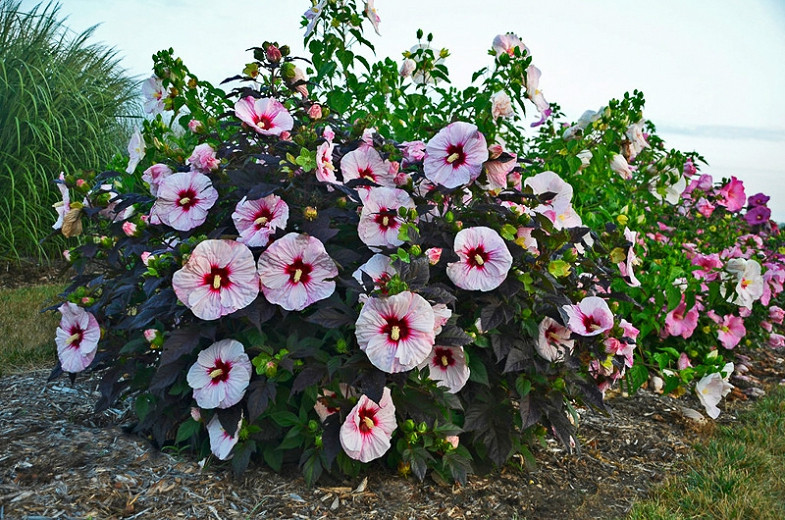 Hibiscus 'Perfect Storm', Rose of Sharon 'Perfect Storm', Shrub Althea 'Perfect Storm', Flowering Shrub, Pink flowers, Pink Hibiscus