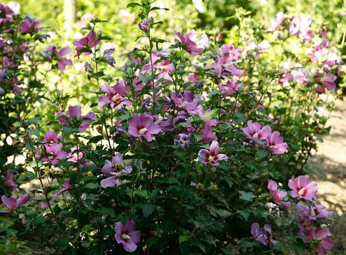 Hibiscus Syriacus Purple Satin Rose Of Sharon