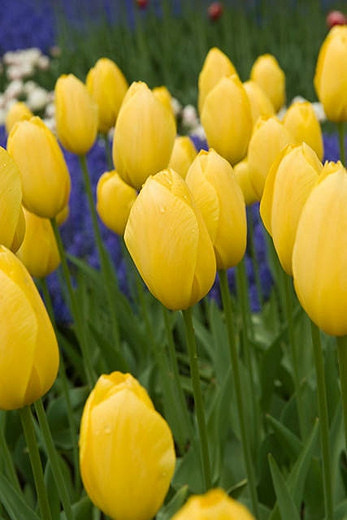 Tulipa 'Big Smile', Tulip ''Big Smile', Single Late Tulip 'Big Smile', Single Late Tulips, Spring Bulbs, Spring Flowers, Yellow Tulip, Single Late Tulip