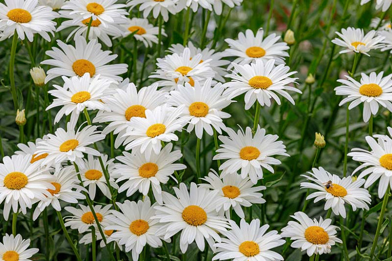 Image of Shasta daisies (Leucanthemum superbum)