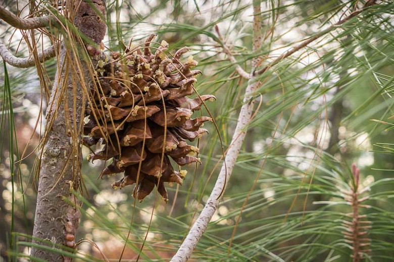 50 Pinus sabiniana Seeds Gray Digger Foothill Pine Nut Tree Nature Bead Craft 