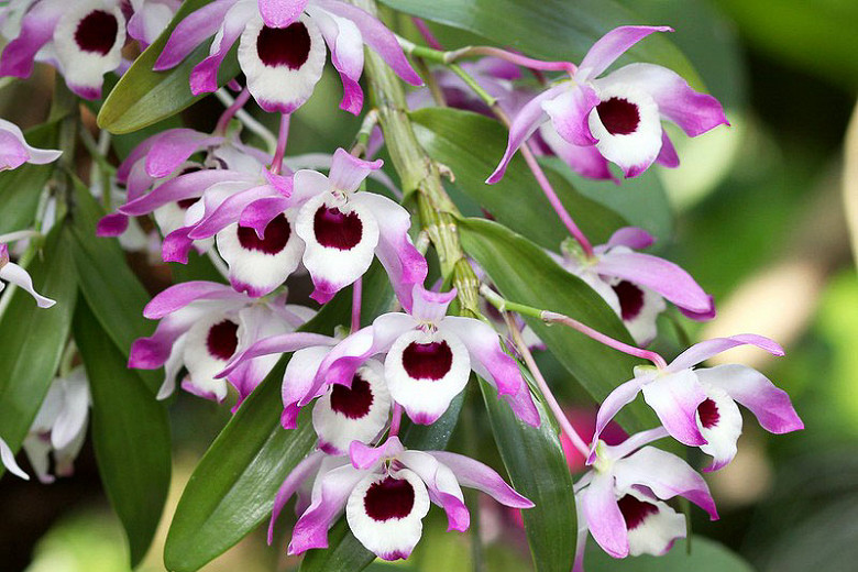Dendrobium nobile (Noble Rock Orchid)