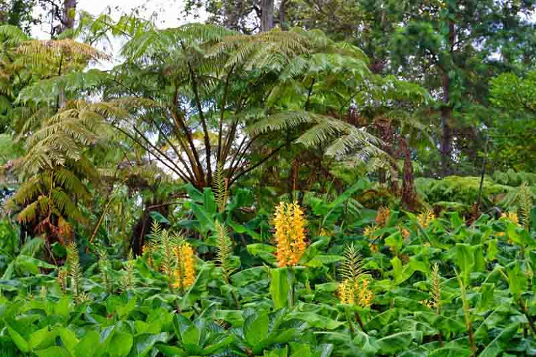 HAWAIIAN KAHILI YELLOW GINGER HEDYCHIUM GARDNERIANUM ROOTS & PLANTS 