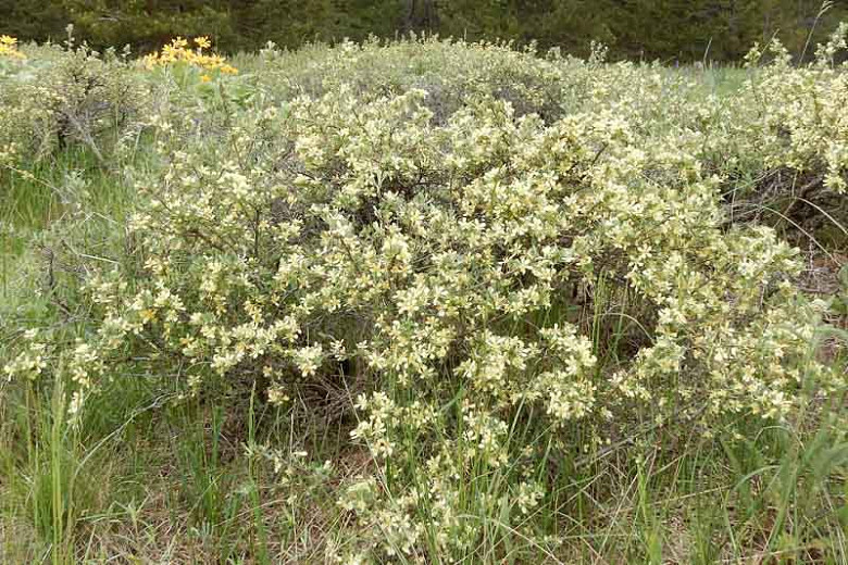 Purshia tridentata, Antelope Bitterbrush, Bitterbrush, Antelope Brush, Yellow Flowers