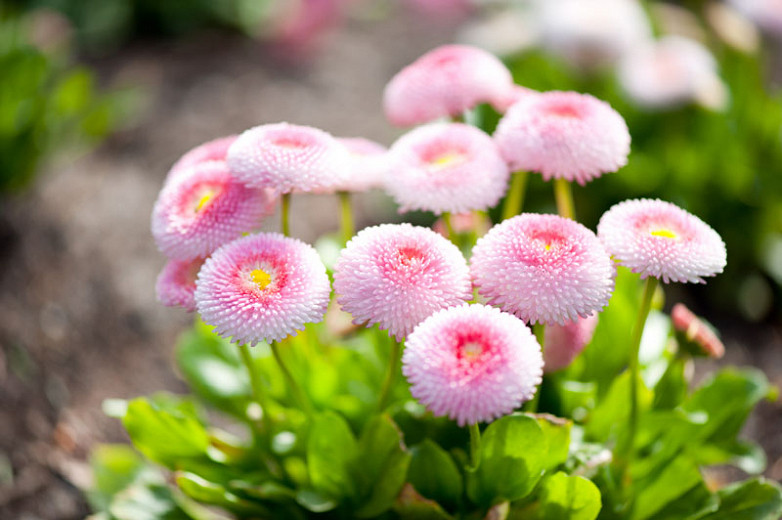 Bellis Perennis Pomponette English Daisy