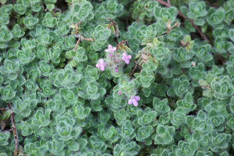 Image of Woolly thyme (Thymus pseudolanuginosus) ground cover shrub