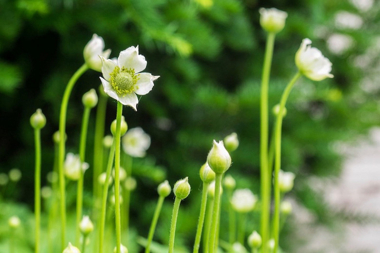 Anemone virginiana, Tall Thimbleweed, Thimbleweed, Tall Anemone, Three-Leaved Windflower, Virginia Anemone