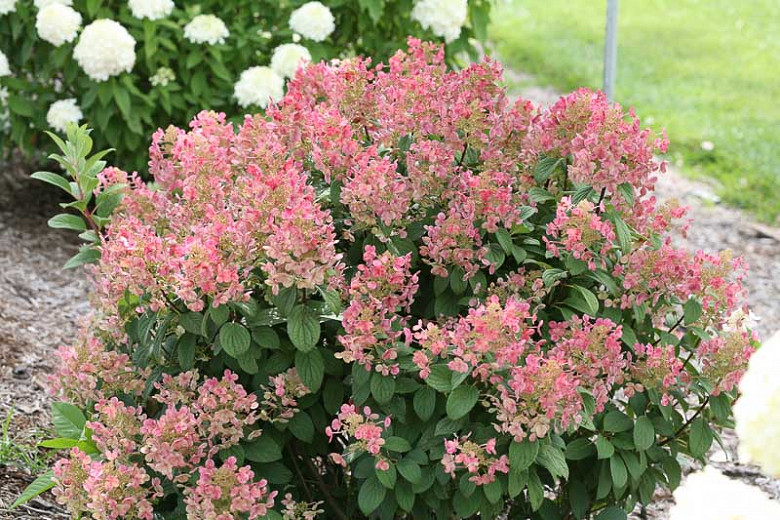 Image of Hydrangea paniculata Little Quick Fire flower
