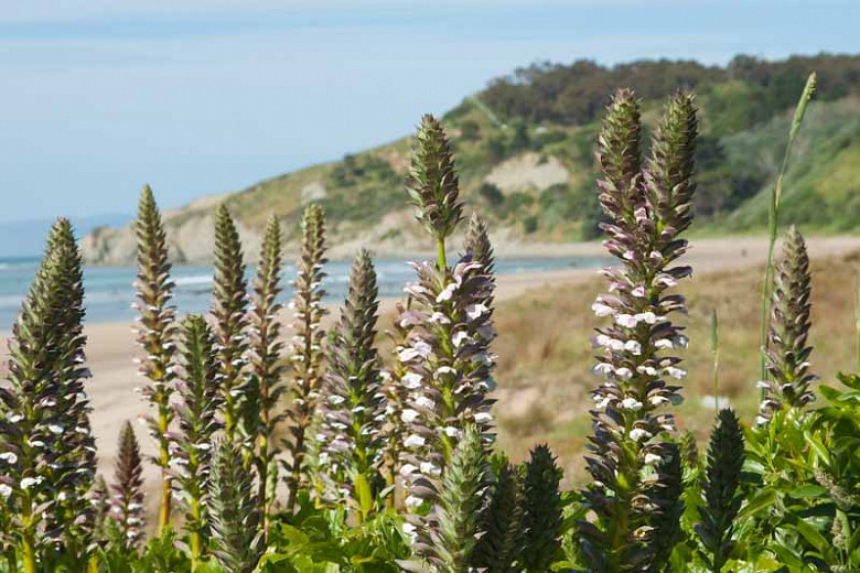 Image of Verbena companion plant for acanthus mollis