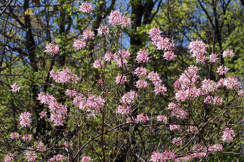Rhododendron canescens, Mountain Azalea, Wild Azalea, Honeysuckle Azalea, Piedmont Azalea, Sweet Azalea, Hoary Azalea, Southern Pinxterflower, Azalea candida, Azalea canescens,