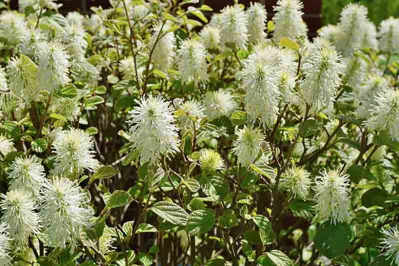 Image of Fothergilla gardenii 'Spring Beauty' shrub