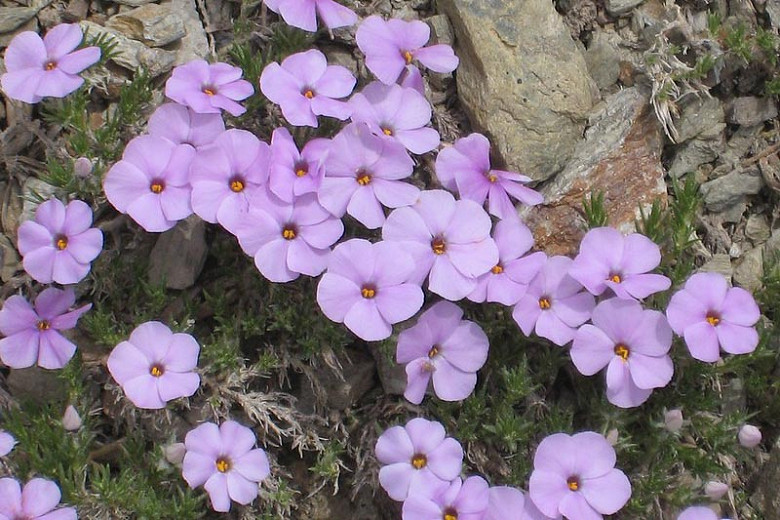 Phlox diffusa, Mat Phlox, Spreading Phlox, Lavender Phlox, Lavender flowers, Groundcover, Perennial groundcover, White Phlox, White flowers