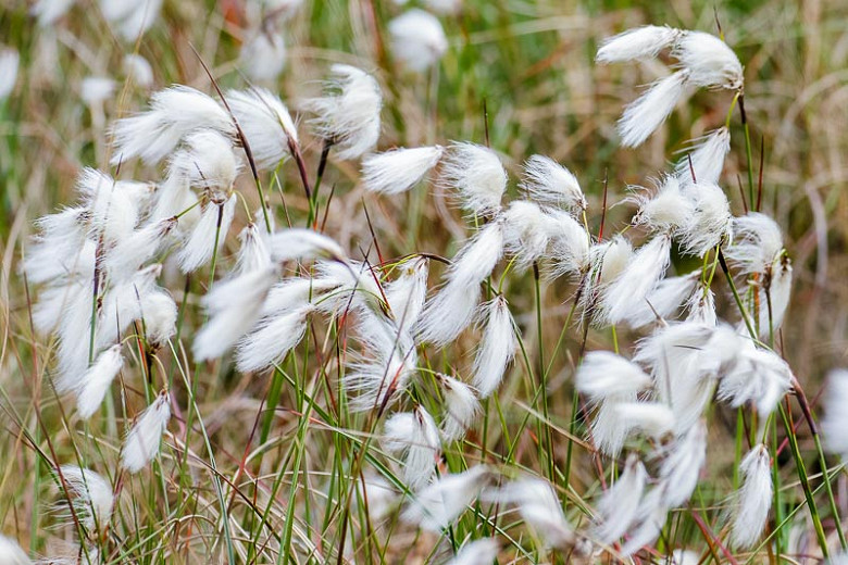 Cotton Grass