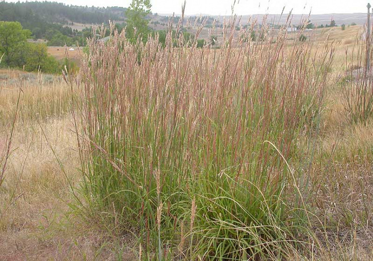 Image of Big bluestem (Andropogon gerardii) companion plant for aster