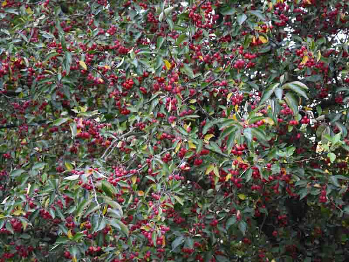 Malus hupehensis, Tea Crabapple, Hupeh Crabapple, Malus theifera, Pyrus malus theifera, Fragrant Tree, Red fruit, red berries, Winter fruits, White Flowers