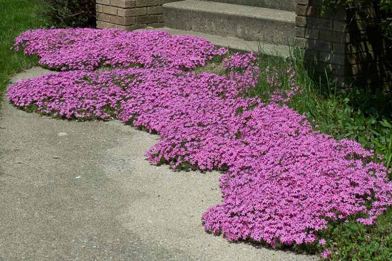Image of Creeping Phlox ground cover flower
