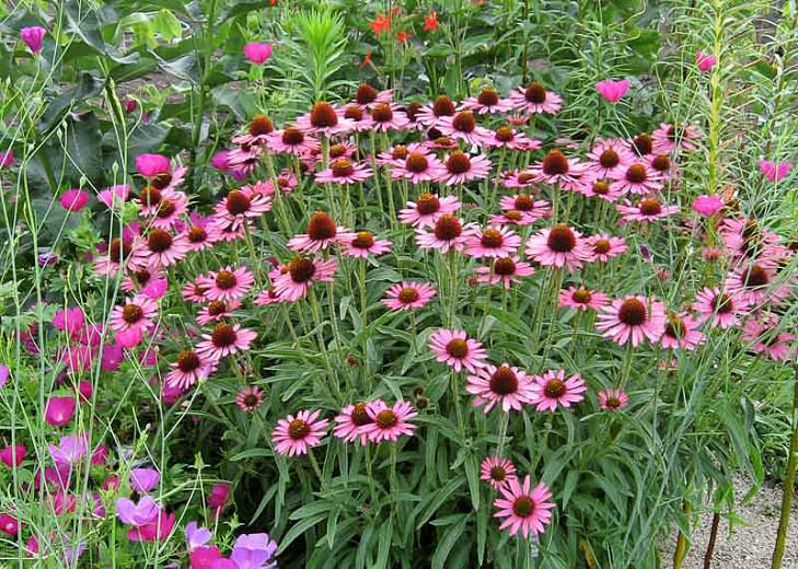 Echinacea Pixie Meadowbrite, Coneflower Pixie Meadowbrite, Pink Coneflower, Pink Echinacea