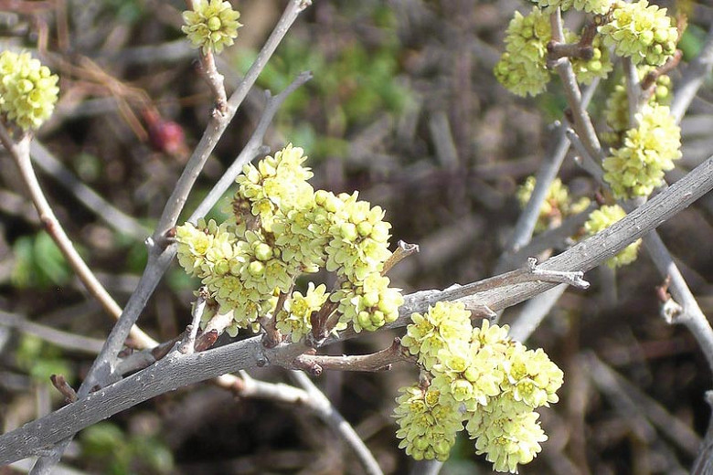 Rhus trilobata (Skunkbush Sumac)