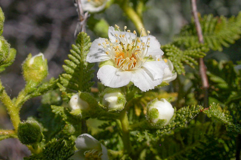 Chamaebatiaria millefolium, Desert Sweet, Fernbush, Tansy Bush, White flowers, Fragrant flowers