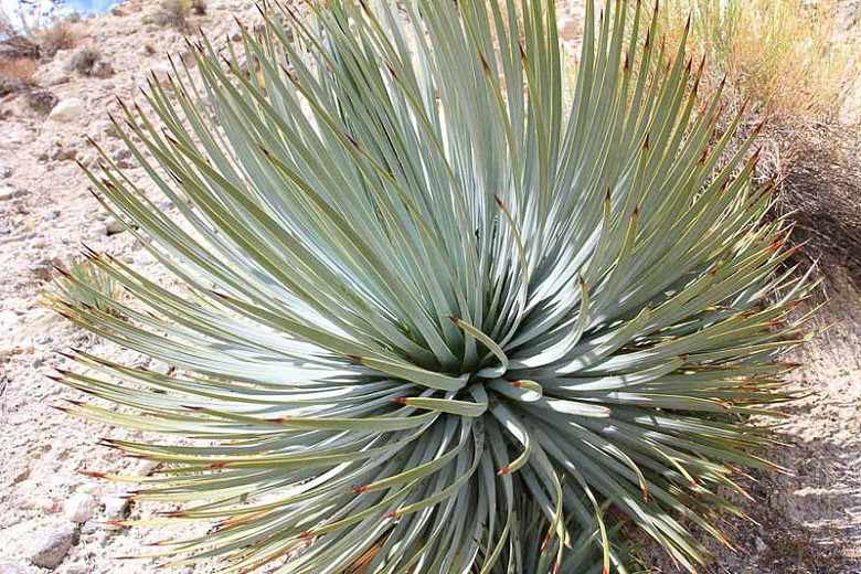 Yucca whipplei, Our Lord's Candle, Spanish Bayonet, Chaparral Yucca, Hesperoyucca whipplei, Yucca peninsularis, Drought tolerant Evergreen, Hardy succulent