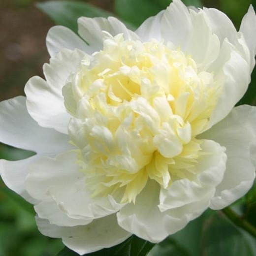 Paeonia Lactiflora Laura Dessert Peony