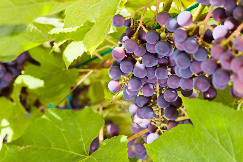 Vitis labrusca, Fox Grape, Grape Vines, Blue Grapes, Seedless Grapes