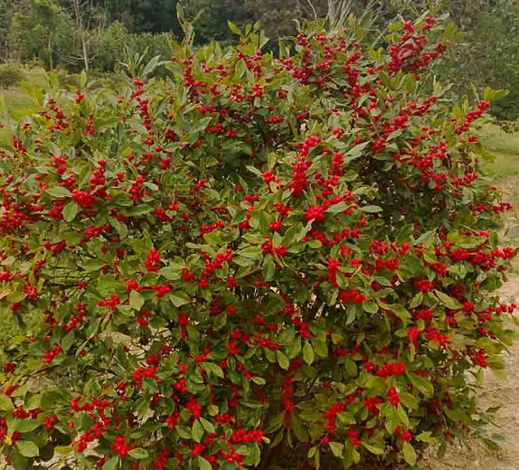 Skole lærer Traktat voksen Ilex verticillata Little Goblin® Red (Winterberry)
