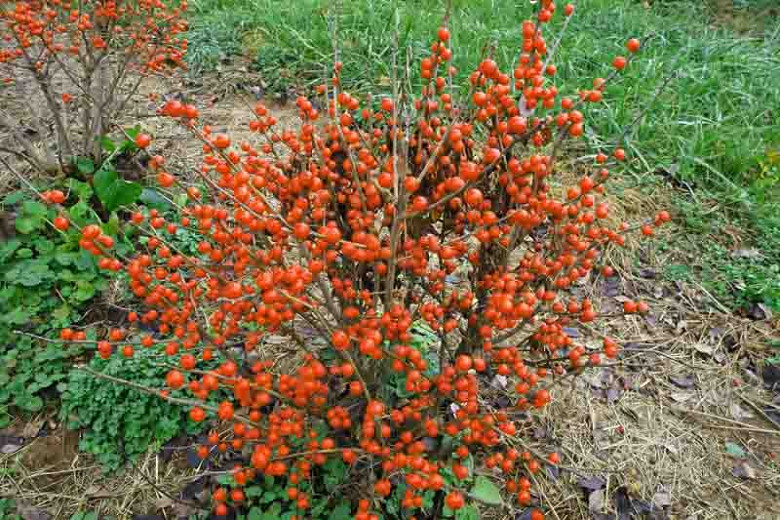 Ilex Verticillata Little Goblin® Orange, Winterberry Little Goblin® Orange, orange berries, evergreen shrub, American winterberry, Aquifoliaceae, Berry, holly, Ilex, winter shrub