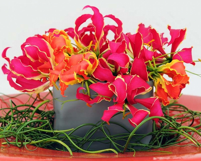Gloriosa Lilies