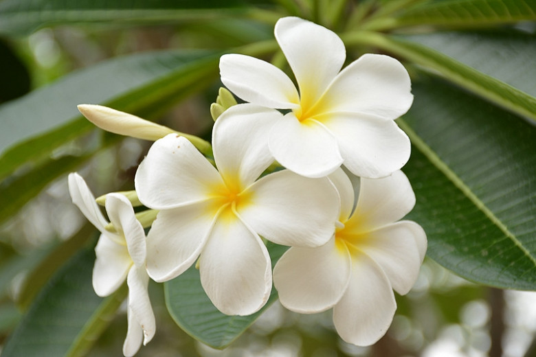 Plumeria obtusa (Singapore Plumeria)
