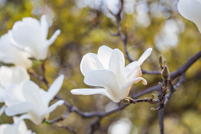 Rare White Yulan Magnolia Tree Seeds Fragrant Ornamental Flower Home Gardening 