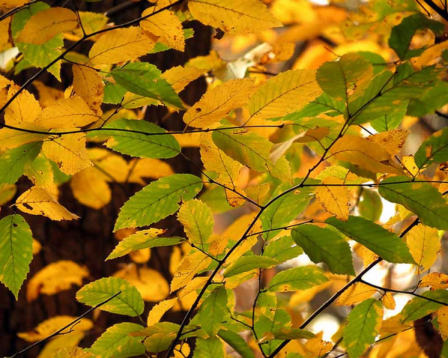 Carpinus caroliniana, American Hornbeam, Blue Beech, Water Beech, Musclewood, Ironwood, Tree with fall color, Fall color, Attractive bark Tree