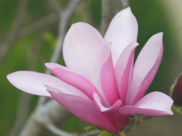 Magnolia 'Ann', Ann Magnolia, Pink magnolia, Winter flowers, Spring flowers, Pink flowers, fragrant trees, fragrant flowers, Purple Magnolia, Purple flowers