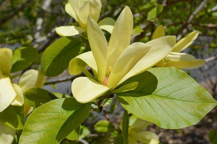 Magnolia 'Solar Flair, Solar Flair Magnolia, Yellow magnolia, Winter flowers, Spring flowers, Yellow flowers, fragrant trees, fragrant flowers
