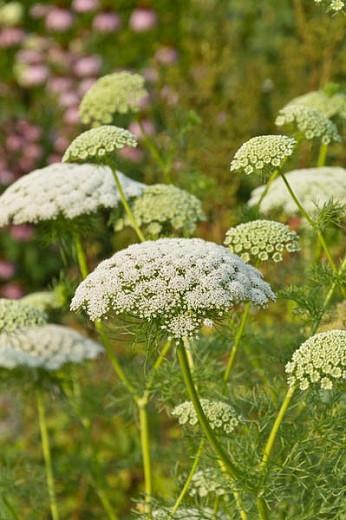 Is Ammi Visnaga Invasive