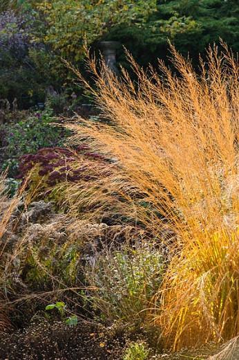 Molinia Caerulea subsp. arundinacea 'Transparent', Molinia 'Transparent', Molinia Caerulea 'Transparent', Purple Moor Grass 'Transparent', Ornamental grass, Ornamental grasses