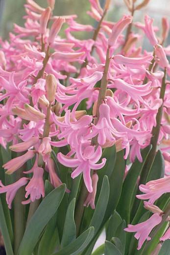 Hyacinthus Orientalis Pink Festival Dutch Hyacinth