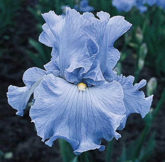 Iris 'Above The Clouds', Tall Bearded Iris 'Above The Clouds', Iris Germanica 'Above The Clouds', Blue irises, Early season Irises, Early Blooming Irises