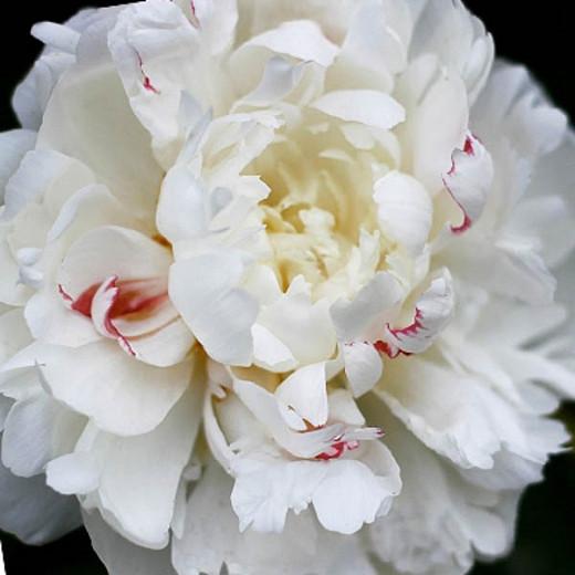 Fresh Cut Peony FESTIVA MAXIMA 50cm 20 Stems