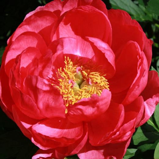 Cytherea Pics – Telegraph