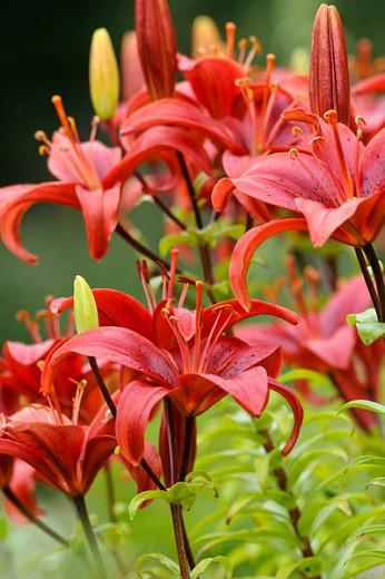 Perennial Zones 3-8 3 Lily Bulbs-Asiatic Lily 'Gran Paradiso' Pack of 3 Bulbs