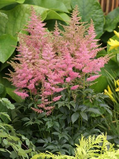 astilbe toxic to dogs