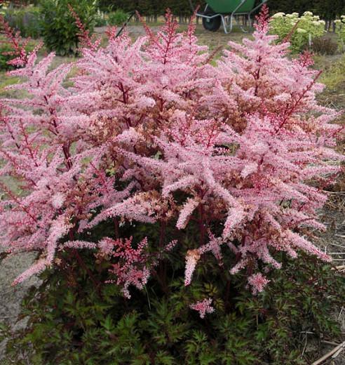 Astilbe 'Delft Lace', False Spirea 'Delft Lace', False Goat's Beard 'Delft Lace', Pink Astilbes, Pink flowers, flowers for shade