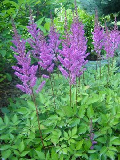 Astilbe Chinensis 'Maggie Daley', Chinese Astilbe 'Maggie Daley', False Spirea 'Maggie Daley', False Goat's Beard 'Maggie Daley', Astilbe 'Maggie Daley', purple Astilbes, Purple flowers, pink Astilbes, Pink flowers, flowers for shade