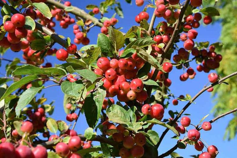 Malus × robusta 'Red Sentinel', Crabapple 'Red Sentinel', Crab Apple 'Red Sentinel', Fragrant Shrub, Fragrant Tree, Red fruit, red berries, Winter fruits