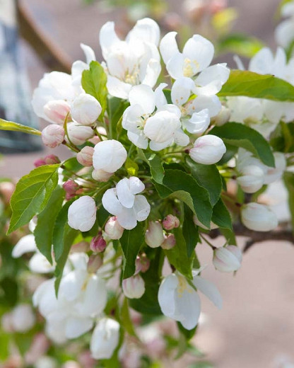 Malus 'Spring Snow', Crabapple 'Spring Snow', Crab Apple 'Spring Snow', Fragrant Tree, Red fruit, red berries, Winter fruits, White flowers,