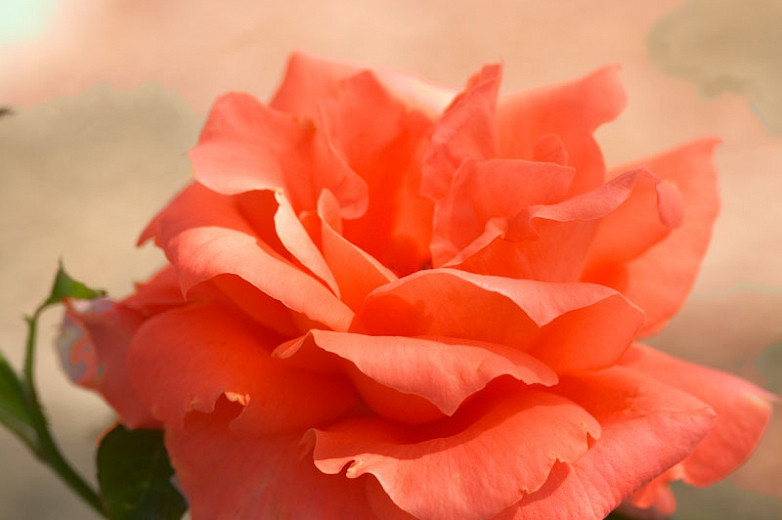 Rosa 'Maria Stern', Rose 'Maria Stern', Hybrid Tea Roses, Shrub Roses, Sub-Zero Series, Orange Roses, Orange Flowers