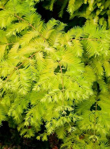 Metasequoia Glyptostroboides Gold Rush Dawn Redwood Metasequoia Glyptostroboides Gold Rush Dawn Redwood