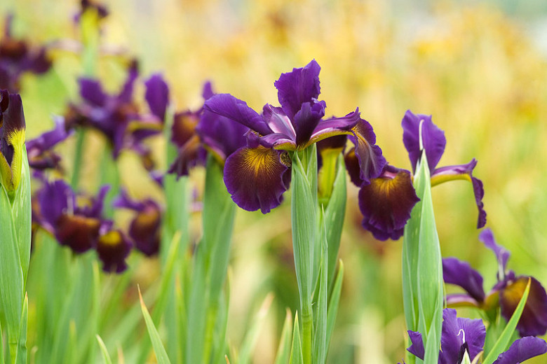 Iris Spuria, Blue Iris 'Lucky Devil', Spurious Iris 'v', Salt Marsh Iris 'Lucky Devil', Butterfly Iris 'Lucky Devil',  Purple Iris, Purple Flowers