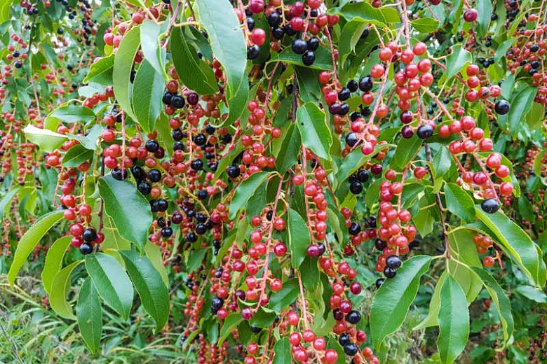 Prunus serotina, Black Cherry, Wild Black Cherry, Rum Cherry, Flowering Tree, White flowers, Red Berries